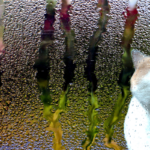 Condens op ramen, luchtvochtigheid, condens, kozijnen en vocht,