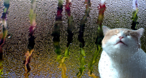 Condens op je raam-kozijn